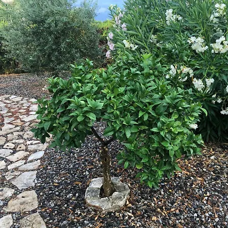 Daire F24 Stignano Favaco Focà